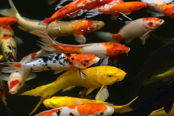 挑剔认为鱼锦鲤采用池塘,日本人国家的动物