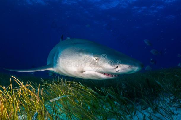 柠檬鲨鱼巴哈马群岛