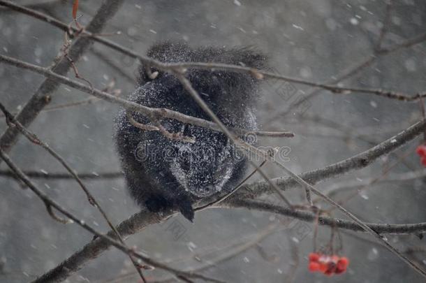 黑的松鼠采用一暴风雪