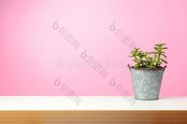玉植物向面板,粉红色的墙