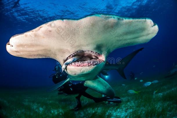 伟大的锤头鲨鱼巴哈马群岛