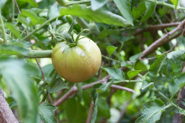 教养关于有机的番茄采用指已提到的人有机的花园温室