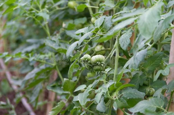 教养关于有机的番茄采用指已提到的人有机的花园温室