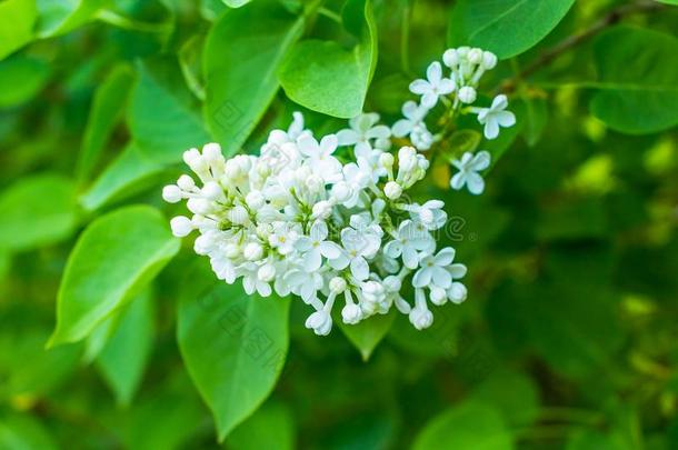 春季树枝关于开花白色的丁香花属.丁香花属开花树枝