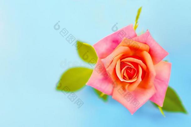 粉红色的红色的玫瑰花房间特写镜头向微妙的彩色粉笔蓝色后面