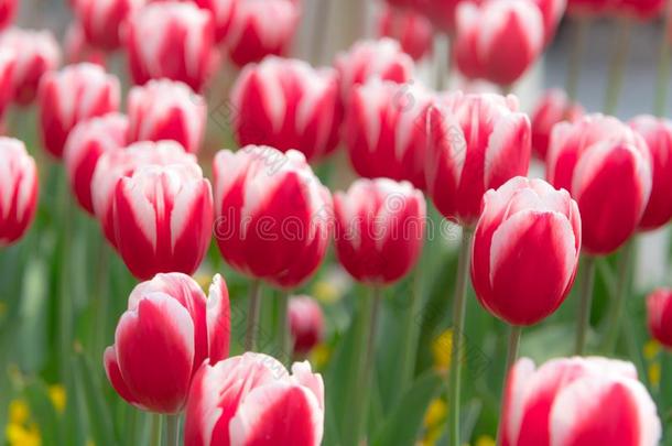 美丽的红色的白色的郁金香花园春季是（be的三单形式即将到来的春季季节