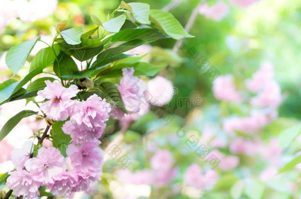 樱桃花花盛开的春季是（be的三单形式即将到来的春季季节波黑