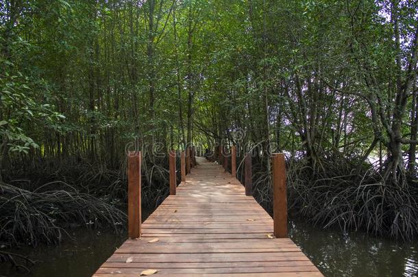 木材桥进入<strong>中</strong>红树属树木丛林向水