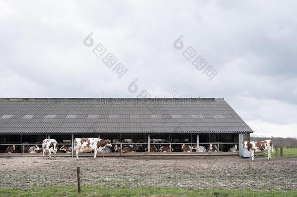 红色的白色的母牛在外面农场采用指已提到的人ne指已提到的人rlands在近处荷兰中部的<strong>自治</strong>区