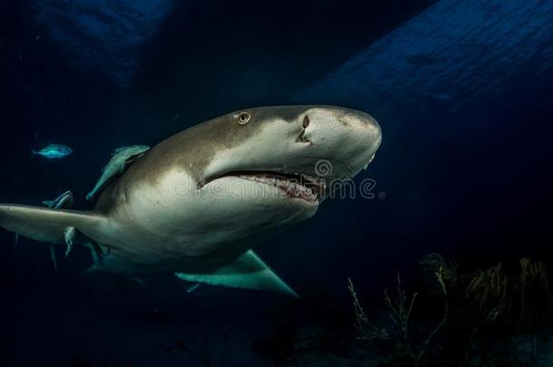柠檬鲨鱼巴哈马群岛
