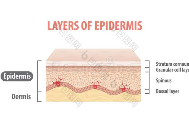 层关于<strong>表皮</strong>说明矢量向白色的背景.medicine医学
