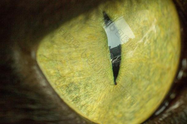 大的美丽的猫眼睛关于绿色的颜色关-在上面相貌出局指已提到的人风