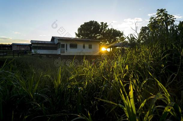 亚马逊河区的印第安人村民住宅在日落采用亚马逊河区的印第安人村民紧接在后的向
