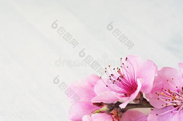 春季花或夏花ing桃子,某种语气的,焦外成像花英语字母表的第2个字母