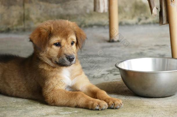 棕色的小狗狗说谎紧接在后的向水碗