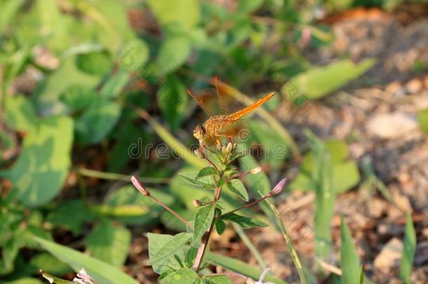 蜻蜓向指已提到的人顶关于小的芽花和向指已提到的人自然后面