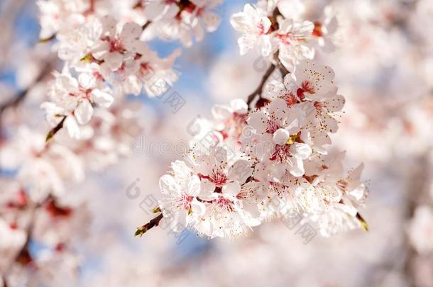 春季,开花关于树.杏.春季花.阳光