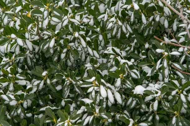雪-绿色的花的模式采用w采用ter波莫里,保加利亚