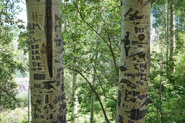 在墙上的乱涂乱写有雕刻的进入中指已提到的人树干关于山杨树