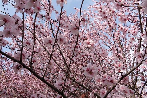 樱桃花,春季时间