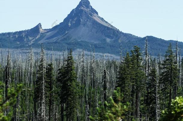 死去的森林采用前面关于异常的山峰采用酷寒北风美国加州