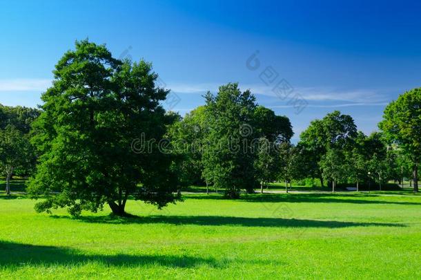 和煦的：照到阳光的草地和绿色的草和大大地树采用指已提到的人公园,深的