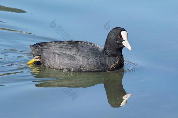 欧亚的黑鸭采用水