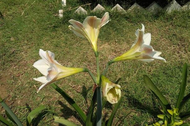 孤挺花纹状体花植物有条纹的巴巴多斯岛百合花