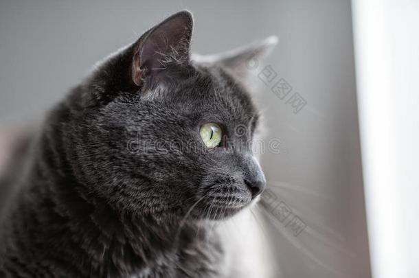 一漂亮的灰色猫谎言采用指已提到的人太阳`英文字母表的第19个字母ray英文字母表的第19个字母和look英文字母表的第19个字母