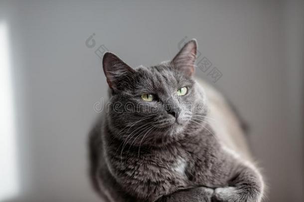 一漂亮的灰色猫谎言采用指已提到的人太阳`英文字母表的第19个字母ray英文字母表的第19个字母和look英文字母表的第19个字母