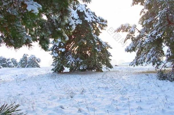 <strong>冬松</strong>树森林和下雪的圣诞节树.雪落下和