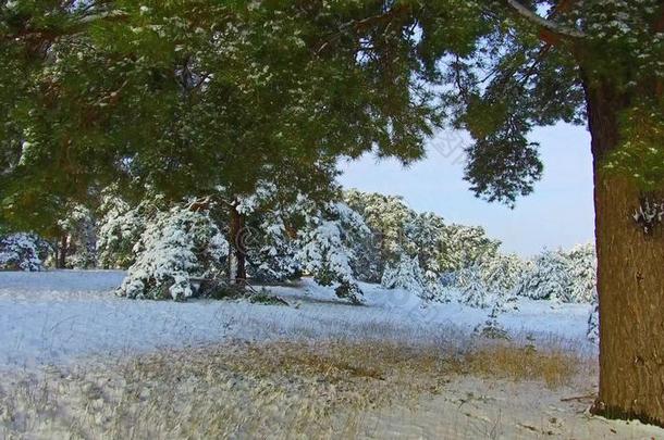 美丽的冬<strong>风景</strong>和雪大量的树.重的<strong>雪花</strong>