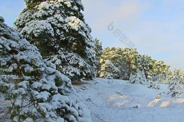 美丽的冬风景和雪大量的树.重的雪花