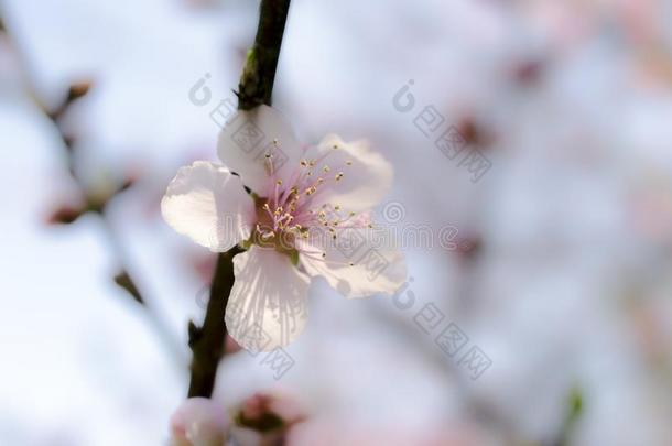 变模糊樱桃树花,樱桃花节日,美国佐治亚州我们