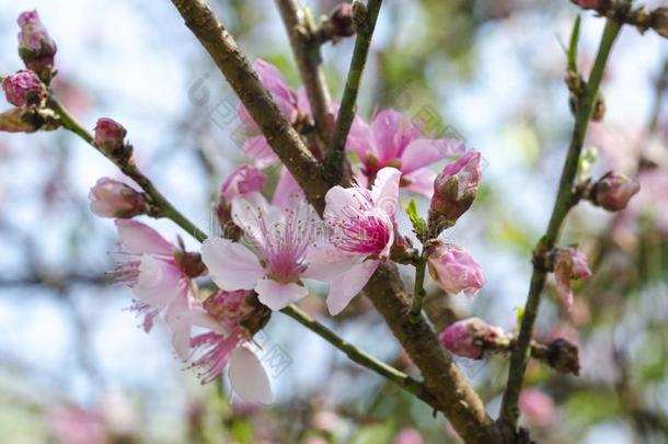 樱桃树花,樱<strong>桃花节</strong>日,美国佐治亚州美利坚合众国