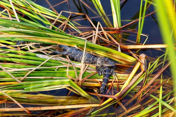 美国人婴儿短吻鳄采用弗罗里达州潮湿的土壤.Evergles国家的ParkinFlorida佛罗里达国家公园的沼泽地国家的