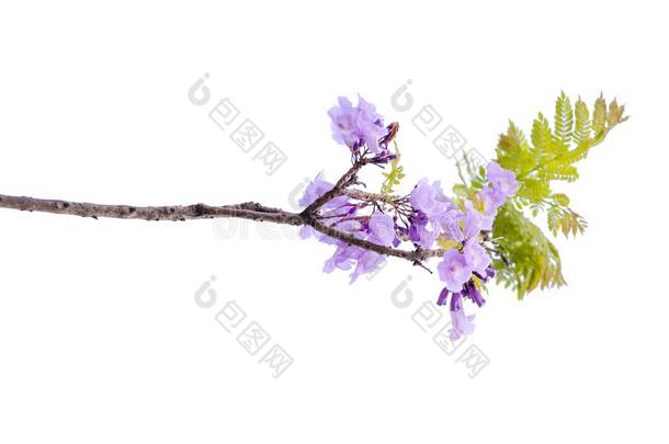 关在上面关于美丽的紫色的<strong>紫薇</strong>科兰花楹属植物树,隔离的向<strong>白色</strong>的