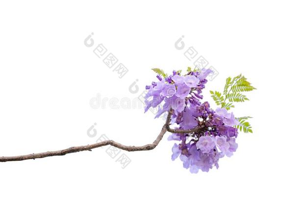 关在上面关于美丽的紫色的<strong>紫薇</strong>科兰花楹属植物树,隔离的向<strong>白色</strong>的