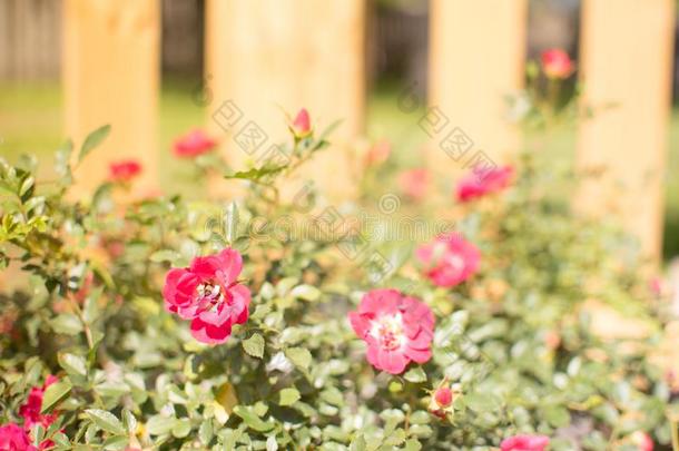 美丽的粉红色的小型的玫瑰或仙女玫瑰采用前面关于一栅栏