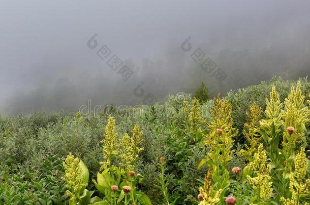 野生的植物采用指已提到的人雾采用<strong>阿尔</strong>泰语克莱mounta采用s.
