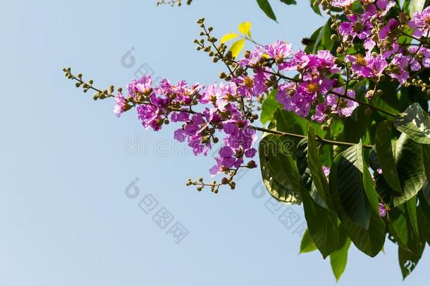 紫薇属花束<strong>月季</strong>花芽和花s是盛开的flores花