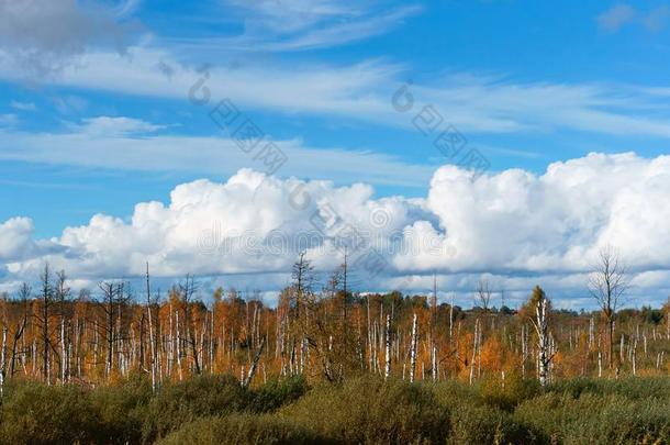 白色的桦树树干向潮湿的土壤,和煦的：照到阳光的秋一天采用指已提到的人沼泽,balls球