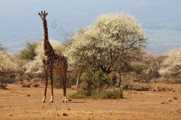 长颈鹿采用野生的非洲的无树大草原灌木