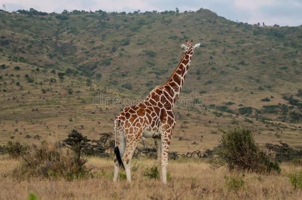 长颈鹿采用野生的非洲的无树大草原灌木