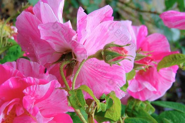 宏指令照片和装饰的背景关于美丽的粉红色的玫瑰flores花