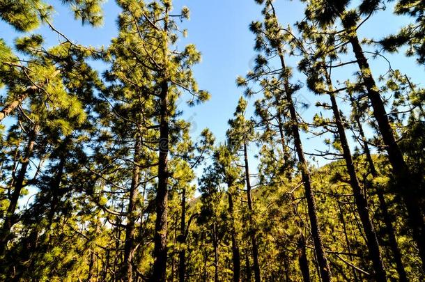 很高的松树木材森林