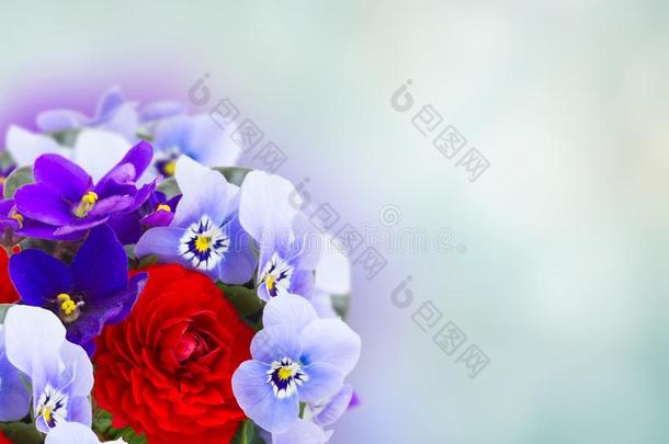 花朵关于紫罗兰,三色紫罗兰和毛茛属植物