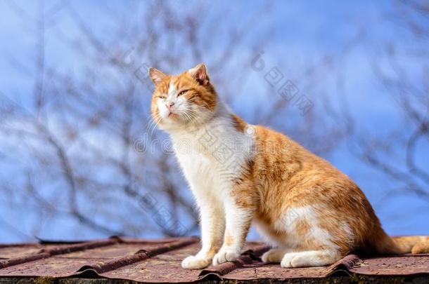 令人惊异的红色的猫打猎鸟向指已提到的人屋顶关于指已提到的人房屋