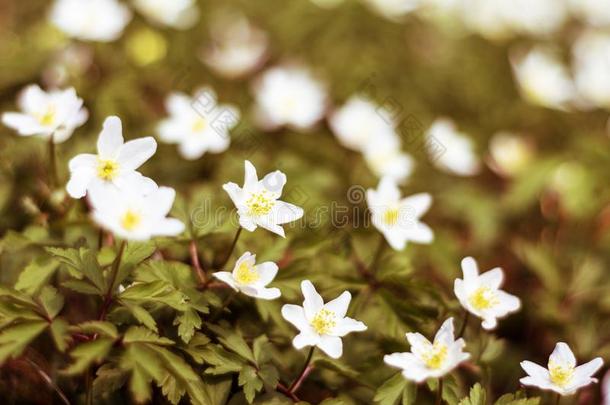 森林野生的白色的花银莲花向指已提到的人草地