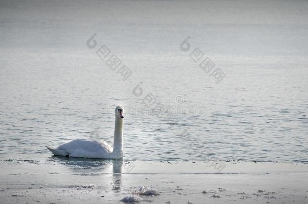 美丽的白色的缄默的天鹅向指已提到的人冷冻的海滩大量的和雪